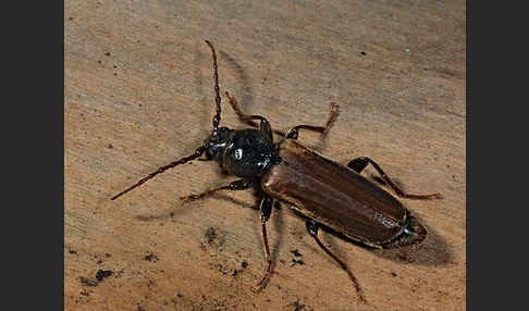 Gemeiner Fichtensplintbock (Tetropium castaneum)