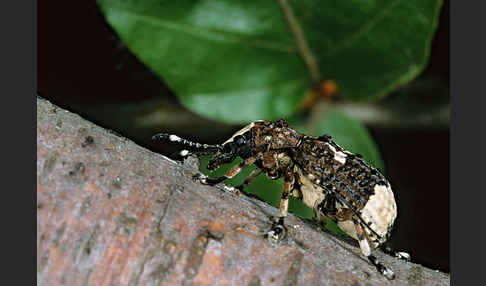 Großer Breitrüssler (Platyrhinus resinosus)