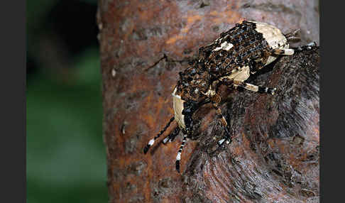 Großer Breitrüssler (Platyrhinus resinosus)