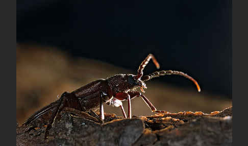 Halsgrubenbock spec.1 (Arhopalus tristis)