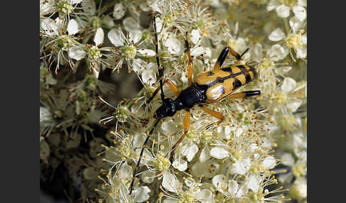 Gefleckter Schmalbock (Leptura maculata)