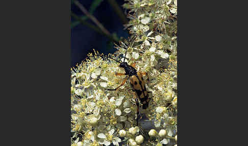 Gefleckter Schmalbock (Leptura maculata)