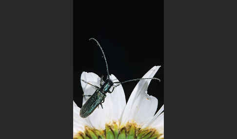 Metallfarbener Distelbock (Agapanthia violacea)