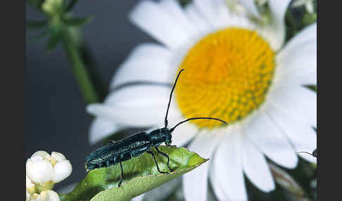 Metallfarbener Distelbock (Agapanthia violacea)