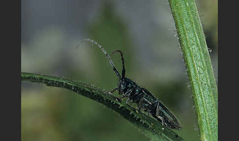 Metallfarbener Distelbock (Agapanthia violacea)