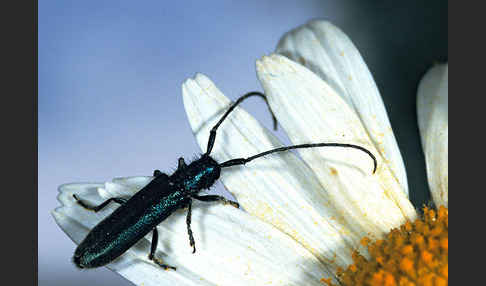 Metallfarbener Distelbock (Agapanthia violacea)