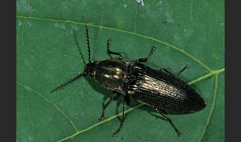 Metallglänzender Rindenschnellkäfer (Ctenicera pectinicornis)