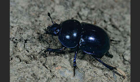 Frühlingsmistkäfer (Geotrupes vernalis)