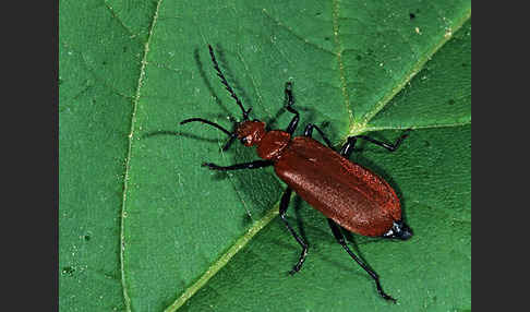 Rotköpfiger Feuerkäfer (Pyrochroa serraticornis)