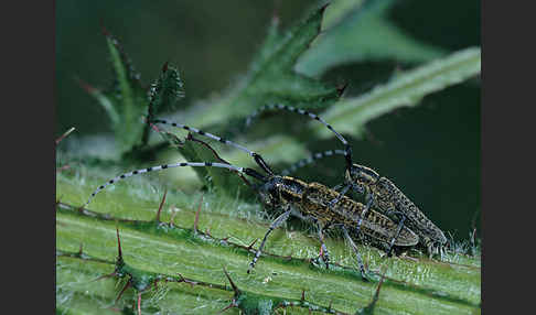 Scheckhorn-Distelbock (Agapanthia villosoviridescens)