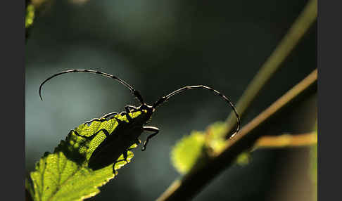 Scheckhorn-Distelbock (Agapanthia villosoviridescens)