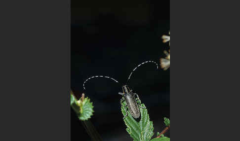 Scheckhorn-Distelbock (Agapanthia villosoviridescens)