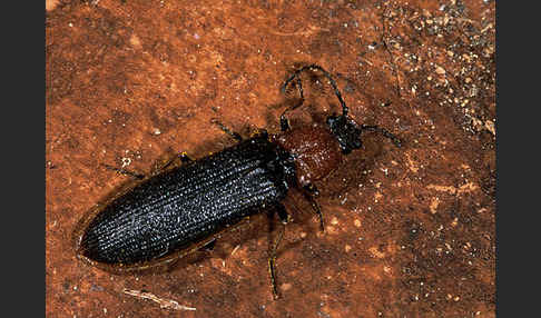 Schnellkäfer spec.1 (Denticollis linearis)