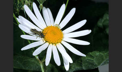 Scheinbockkäfer spec.1 (Oedemera virescens)