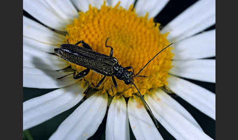 Scheinbockkäfer spec.1 (Oedemera virescens)