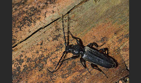 Gemeiner Fichtensplintbock (Tetropium castaneum)