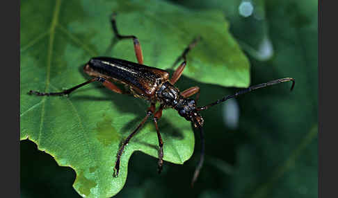 Variabler Stubbenbock (Stenocorus meridianus)