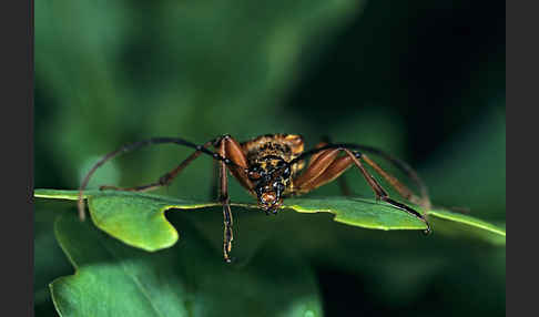 Variabler Stubbenbock (Stenocorus meridianus)