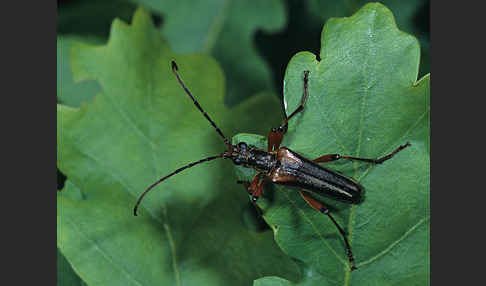 Variabler Stubbenbock (Stenocorus meridianus)