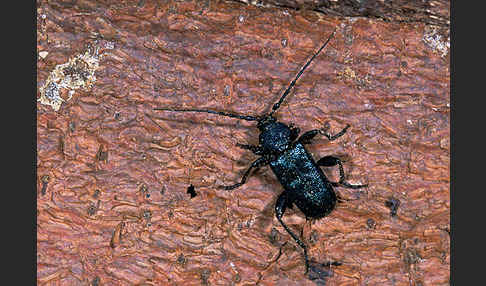 Blauvioletter Scheibenbock (Callidium violaceum)