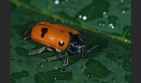 Blattkäfer spec.1 (Clytra laeviuscula)