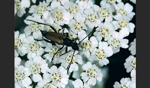 Bockkäfer spec.2 (Anastrangalia sanguinolenta)