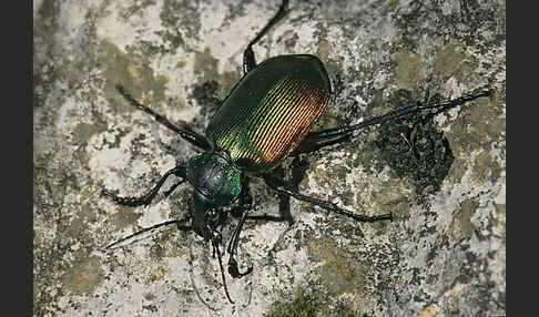 Großer Puppenräuber (Calosoma sycophanta)