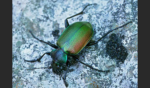 Großer Puppenräuber (Calosoma sycophanta)