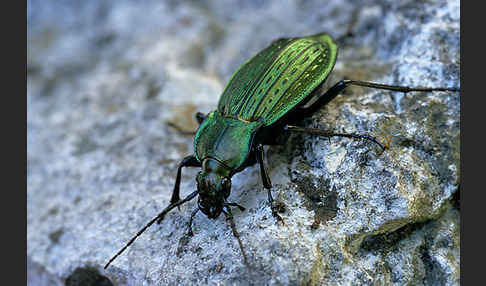 Körnerwarze (Carabus cancellatus)