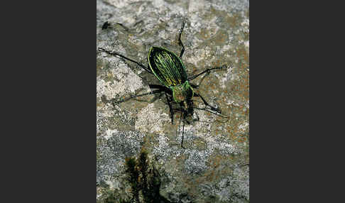 Körnerwarze (Carabus cancellatus)