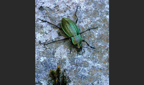 Körnerwarze (Carabus cancellatus)