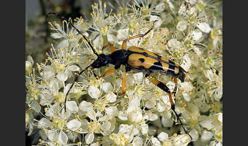 Gefleckter Schmalbock (Leptura maculata)