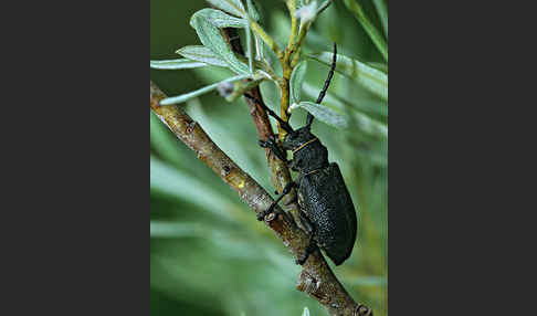 Weberbock (Lamia textor)