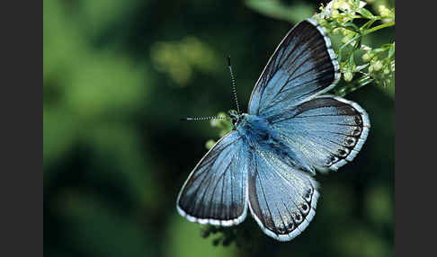 Silberbläuling (Polyommatus coridon)