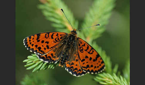 Roter Scheckenfalter (Melitaea didyma)