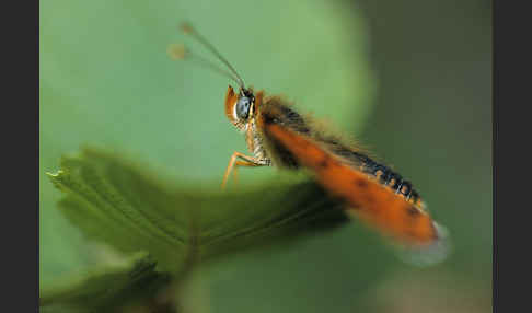 Roter Scheckenfalter (Melitaea didyma)