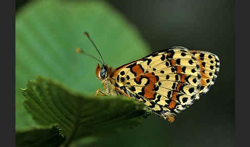 Roter Scheckenfalter (Melitaea didyma)