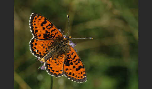 Roter Scheckenfalter (Melitaea didyma)