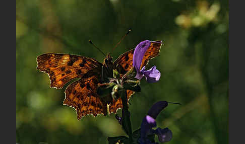 C-Falter (Polygonia c-album)