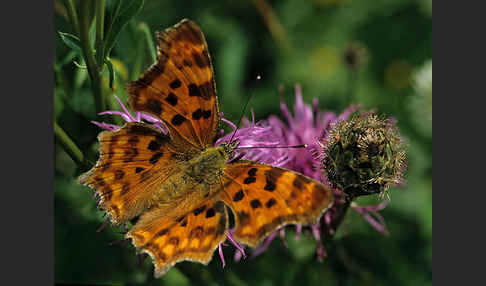 C-Falter (Polygonia c-album)