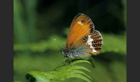 Perlgrasfalter (Coenonympha arcania)