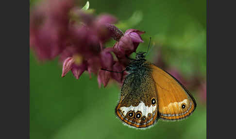 Perlgrasfalter (Coenonympha arcania)