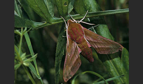 Mittlerer Weinschwärmer (Deilephila elpenor)