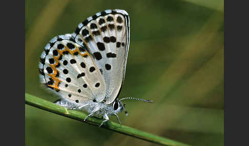 Fetthennenbläuling (Scolitantides orion)