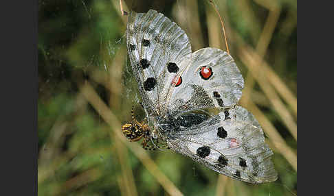 Apollofalter (Parnassius apollo)