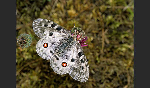 Apollofalter (Parnassius apollo)