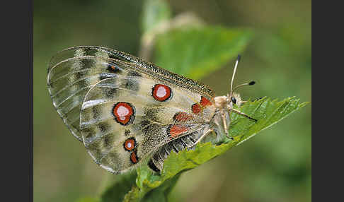 Apollofalter (Parnassius apollo)