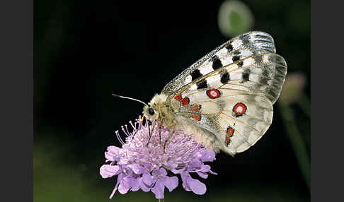 Apollofalter (Parnassius apollo)