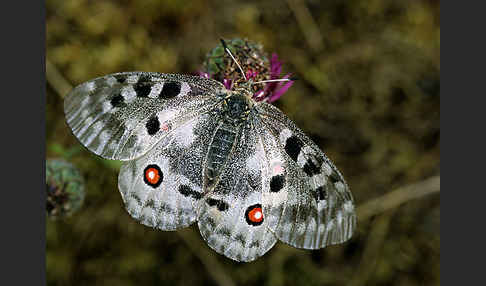 Apollofalter (Parnassius apollo)