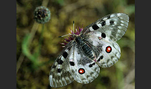 Apollofalter (Parnassius apollo)